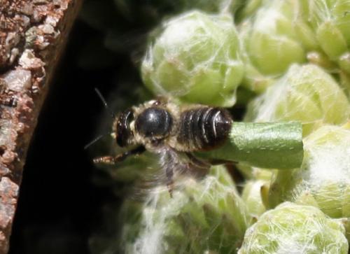 Megachile sp.